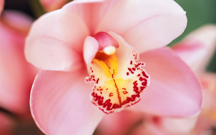 Bunga Anggrek Gratis.Jpg, menanam, anggrek, mekar, merah muda, 3d dan abstrak, Wallpaper HD