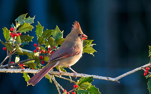 Natur, Tiere, Vögel, Kardinäle, HD-Hintergrundbild HD wallpaper