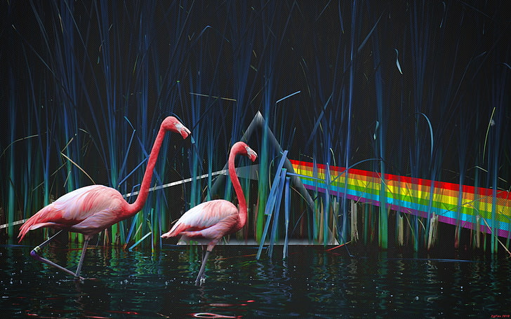 två rosa flamingor, Pond, Pink Floyd, Flamingo, Dark Side Of the Moon, Dispersion of light, The Dark Side of the Moon, HD tapet