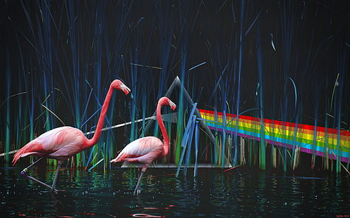 dois flamingos cor de rosa, lagoa, Pink Floyd, flamingo, lado escuro da lua, dispersão da luz, lado escuro da lua, HD papel de parede HD wallpaper