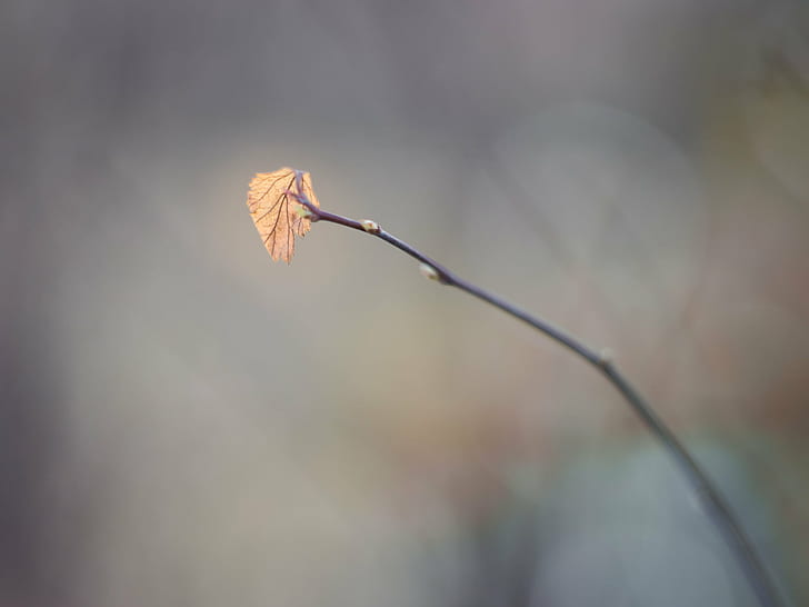 tilt shift photography of brown leaf, Lonely, tilt shift photography, brown, leaf, plant, Helios 44, Panasonic Lumix G5, bokeh, simple, MFT, nature, tree, branch, season, autumn, close-up, outdoors, forest, HD wallpaper