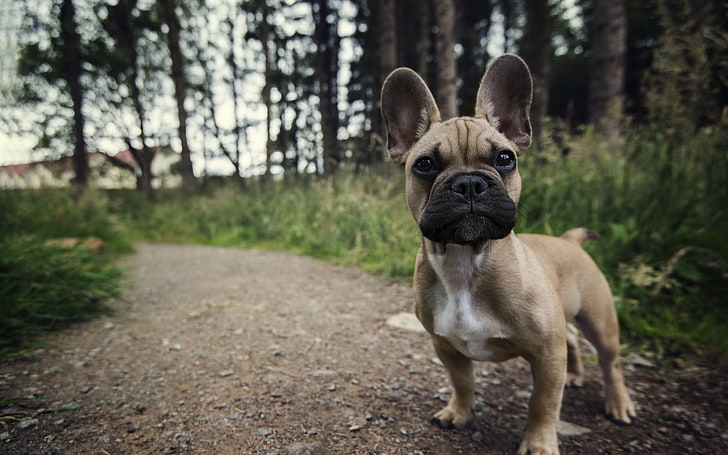 adult french bulldog, French Bulldog in focus photography, puppies, dog, nature, French Bulldog, animals, path, dirt road, HD wallpaper