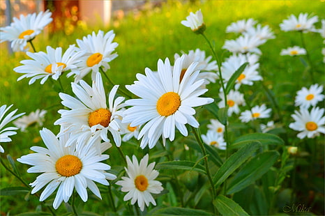 ดอกคาโมไมล์, ดอกไม้, ดอกคาโมไมล์, วอลล์เปเปอร์ HD HD wallpaper