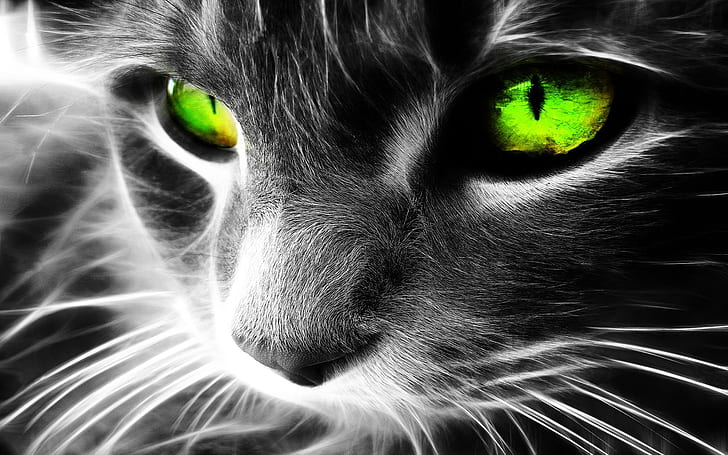 عين القط عيون القط عيون عيون HD ، الحيوانات ، القط ، العيون ، العين، خلفية HD