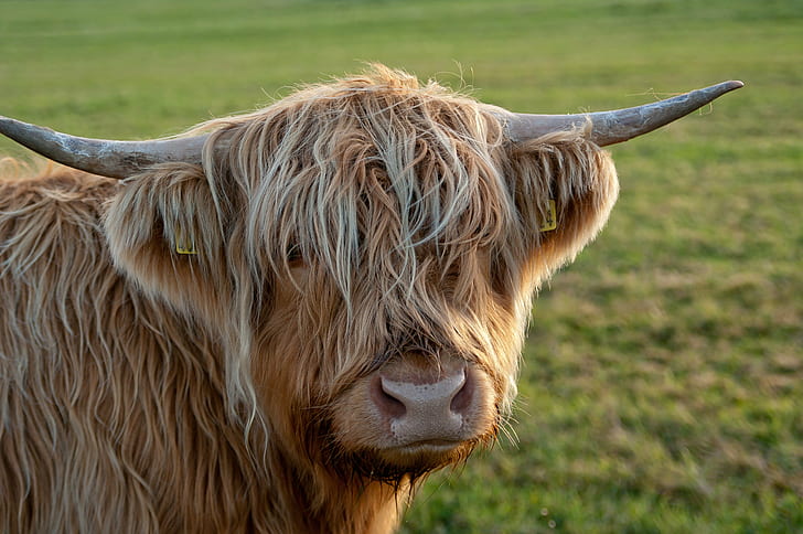 close up foto brown yak, Coo, close up, foto, brown, yak, Ardnamurchan, Skotlandia, sapi dataran tinggi, Skotlandia, sapi, hewan, pertanian, alam, pertanian, rumput, mamalia, Adegan pedesaan, padang rumput, padang rumput,bertanduk, Wallpaper HD