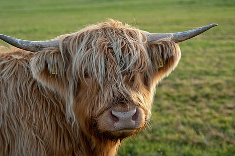 close up foto brown yak, Coo, close up, foto, brown, yak, Ardnamurchan, Skotlandia, sapi dataran tinggi, Skotlandia, sapi, hewan, pertanian, alam, pertanian, rumput, mamalia, Adegan pedesaan, padang rumput, padang rumput,bertanduk, Wallpaper HD HD wallpaper