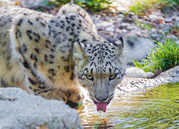 leopardo marrom e preto, leopardo da neve, água, bebida, HD papel de parede