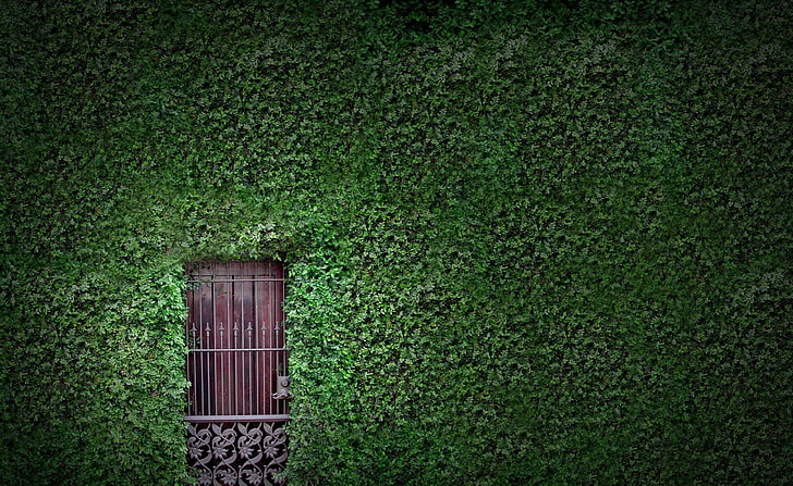 Green Wall, green leafed plant, Architecture, nature, green, door, herbs, plants, leaves, foliage, wall, HD wallpaper