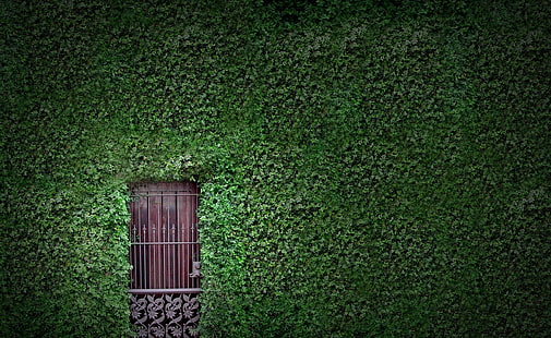 Зеленая стена, зеленые лиственные растения, Архитектура, природа, зеленый, дверь, травы, растения, листья, листва, стена, HD обои HD wallpaper