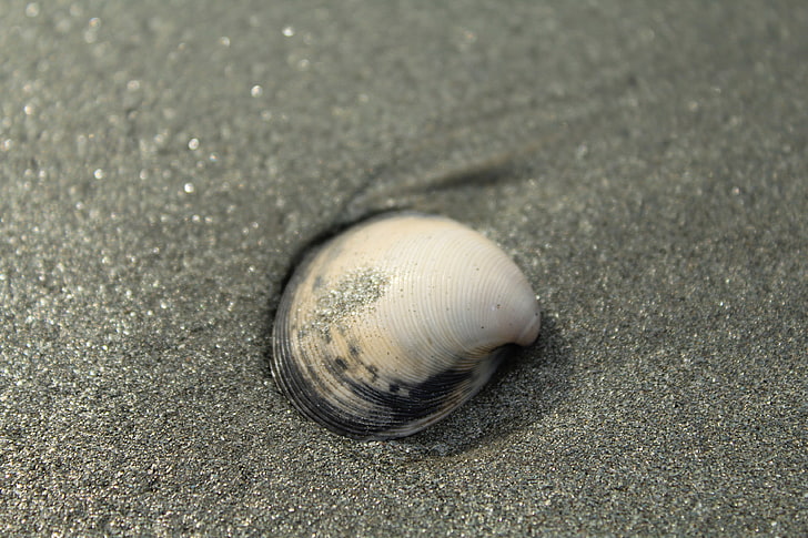 seashell, sand, beach, HD wallpaper