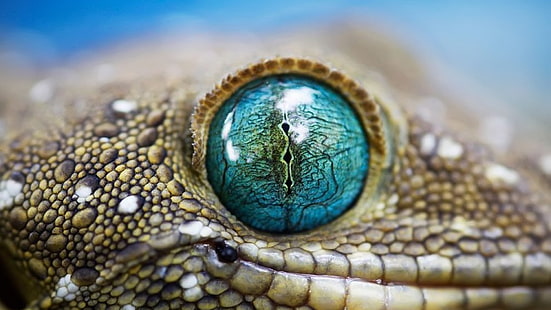 животные, геккон, глаза, ящерицы, HD обои HD wallpaper