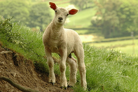 草、ラム、白、羊、子牛、立っている、草、ロジャーデイビス、ウェールズ、Cymry、農場、動物、農業、家畜、自然、哺乳類、ウール、田園風景、牧草地、牧草地、かわいい、屋外の近くに立っている白い羊の子牛、フィールド、 HDデスクトップの壁紙 HD wallpaper
