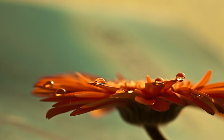 оранжевый цветок герберы ромашка, макро, HD обои