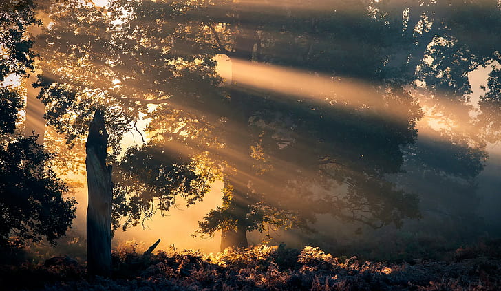Sinar matahari di hutan, hutan, pohon, sinar matahari, s, Wallpaper HD