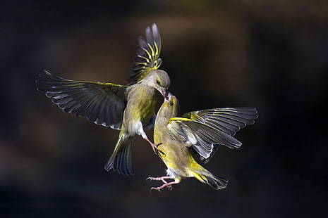 Bacio di uccelli, uccelli hd, Sfondo HD HD wallpaper