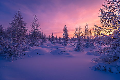 Scenery, Winter forest, Snow, HD wallpaper HD wallpaper