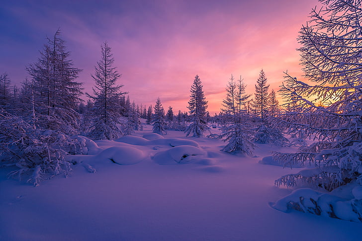 nevica con alberi di pino durante l'ora d'oro, foresta invernale, neve, paesaggio, Sfondo HD