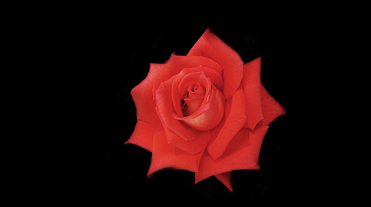 Rose 3, Aero, Black, rose, roses, red rose, spring, summer, flower, flowers, HD wallpaper