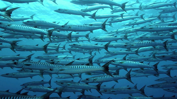 marine, water, underwater, fish, shoal, reef, sardine, deep sea fish, HD wallpaper