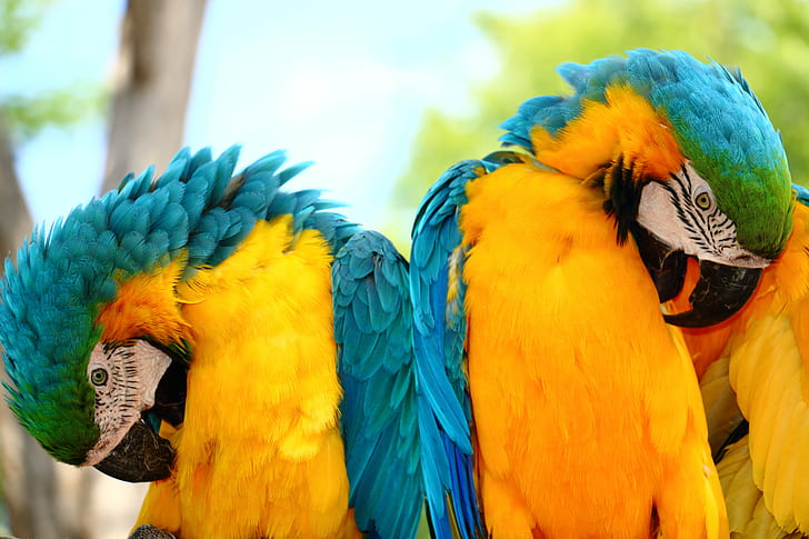gul, blå, gröna fåglar, Double Vision, gul, blå, blå, grön, papegoja, papegojor, fågel, värld, djur, ara, djur, natur, flerfärgad, blå, vilda djur, fjäder, näbb, husdjur, gul, tropisk Klimat, HD tapet