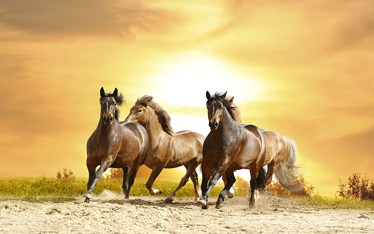 الخيول الراكض الغروب HD خلفيات 8592، خلفية HD