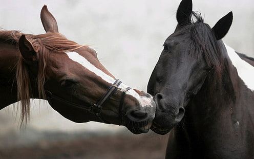 коричневые и черные лошади, конь, любовь, животные, HD обои HD wallpaper