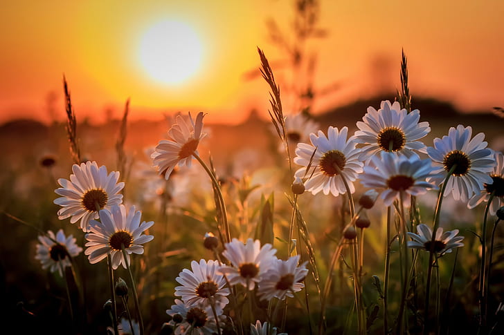 غروب الشمس ، زهرة الأقحوان البيضاء ، الأقحوان ، الشمس ، الغروب، خلفية HD
