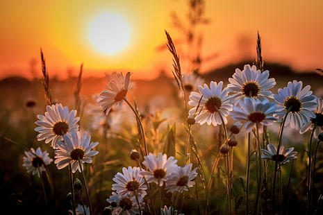 غروب الشمس ، زهرة الأقحوان البيضاء ، الأقحوان ، الشمس ، الغروب، خلفية HD HD wallpaper