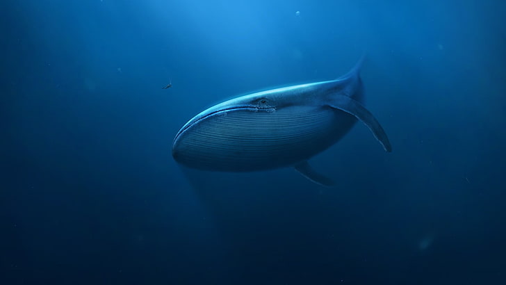 baleia de esperma cinza, arte digital, subaquática, azul, baleia, mergulhadores, mar, mamíferos, HD papel de parede