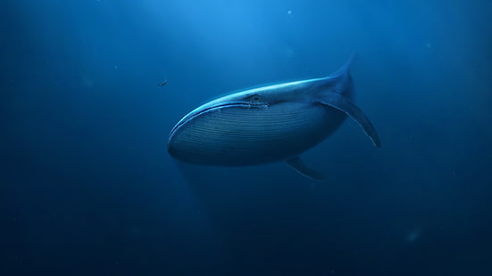 gray sperm whale, digital art, underwater, blue, whale, divers, sea, mammals, HD wallpaper HD wallpaper
