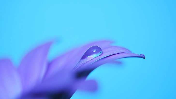 purple petaled flower, drop, flower, petals, HD wallpaper