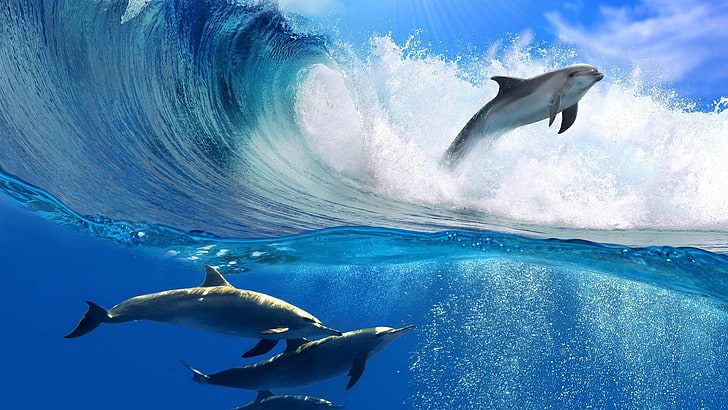 Animals, sea, water, ocean, sky, seawater, summer, turquoise, sun, travel,  HD wallpaper | Wallpaperbetter