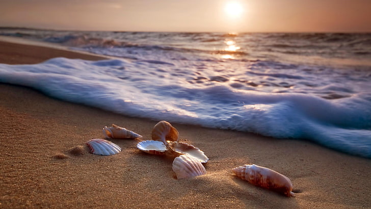 foam, shell, sand, sea, shore, ocean, seashell, wave, beach, sky, sunlight, calm, vacation, horizon, sunrise, HD wallpaper