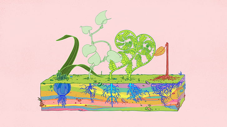 Olena Shmahalo, Pflanzen, Wurzeln, HD-Hintergrundbild