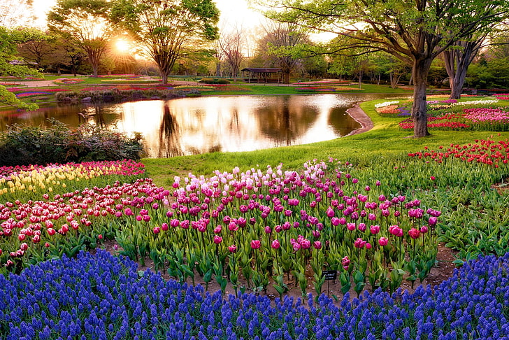 bunga merah muda, jepang, tokyo, pagi, matahari, sinar, matahari terbit, taman, kolam, pohon, bunga, muscari, biru, tulip, warna-warni, Wallpaper HD