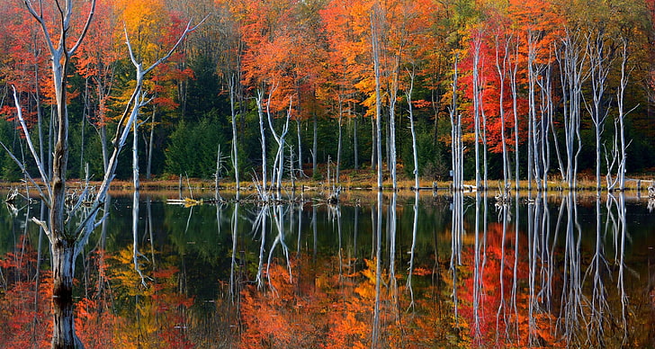 لوحة شجرة بنية وحمراء ، بحيرة ، طبيعة ، غابة ، مياه ، منظر طبيعي ، أشجار، خلفية HD
