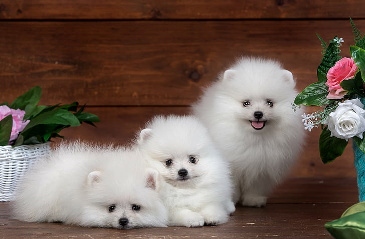 スピッツ、子犬、白、3つの白い長いコーティングされた子犬、面白い、白、花、ふわふわ、子犬、かわいい、スピッツ、トリオ、 HDデスクトップの壁紙