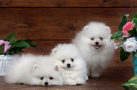 Spitz, puppy, white, three white long coated puppies, funny, white, flowers, fluffy, puppy, cute, Spitz, trio, HD wallpaper HD wallpaper