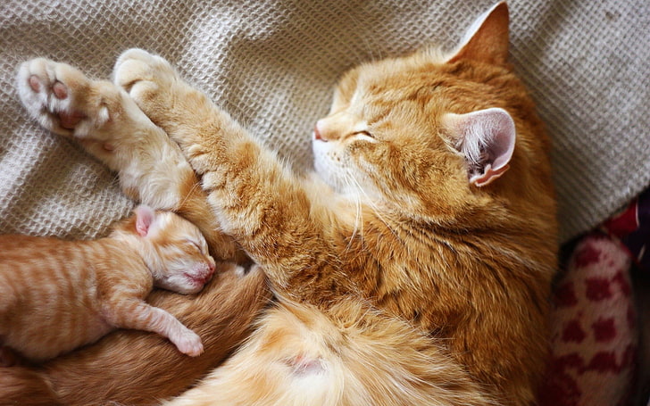 kucing kucing oranye, kucing, binatang, anak kucing, binatang bayi, Wallpaper HD