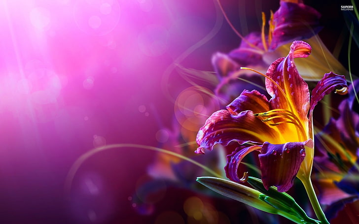 giglio viola e giallo fiore in messa a fuoco selettiva fotografia, gigli, fiori, bokeh, sfumatura, luci, Sfondo HD