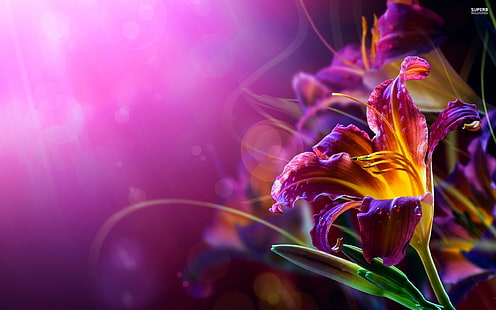 fleur de lys violet et jaune en photographie à mise au point sélective, lis, fleurs, bokeh, dégradé, lumières, Fond d'écran HD HD wallpaper