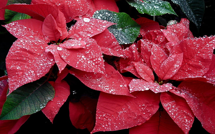 red leafed plant, poinsettia, flowers, red, drop, freshness, close-up, HD wallpaper