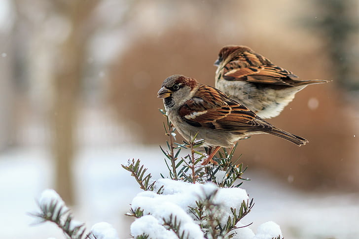 Spatzenvögel, 2 braune Spatzenvögel, Winter, Federn, Spatzen, Vögel, HD-Hintergrundbild