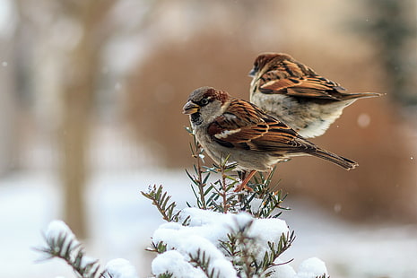 Pardais, 2 pássaros pardais marrons, inverno, penas, pardais, pássaros, HD papel de parede HD wallpaper