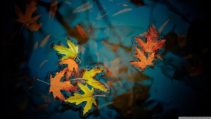 braune und grüne getrocknete Blätter, Natur, Blätter, Wasser, Fall, HD-Hintergrundbild