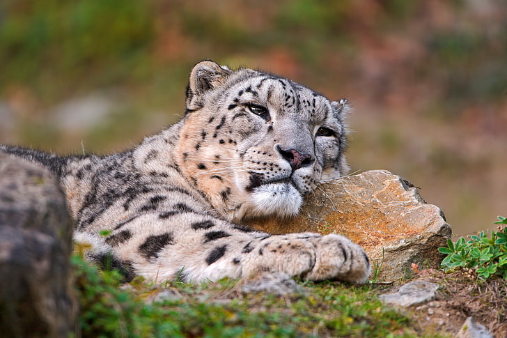white and black tiger head, snow leopards, leopard (animal), HD wallpaper