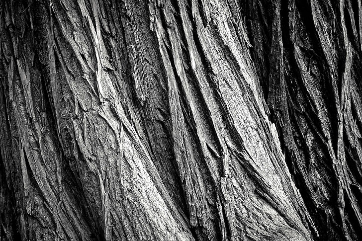 abstract, background, bark, black, black and white, dirty, forest, hardwood, log, nature, oak, pine, rough, rugged, surface, texture, tree, tree bark, tree trunk, weathered, wood, HD wallpaper