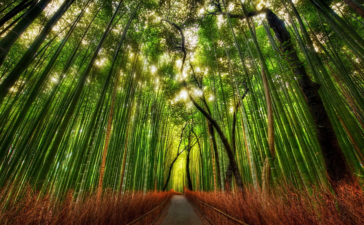 Бамбукова гора, зелени дървета, Природа, Гори, Пътник, Гора, Бамбук, Япония, Бамбукова гора, Киото, HD тапет