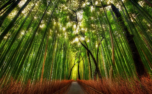 Las bambusowy, zielone drzewa, przyroda, lasy, podróżnik, las, bambus, Japonia, las bambusowy, Kioto, Tapety HD HD wallpaper