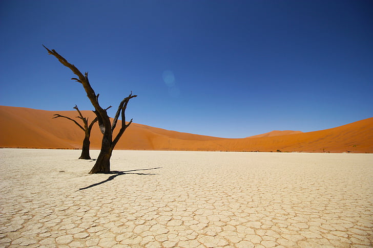bare trees and desert, Namib Desert, Coastal desert, 4K, HD wallpaper